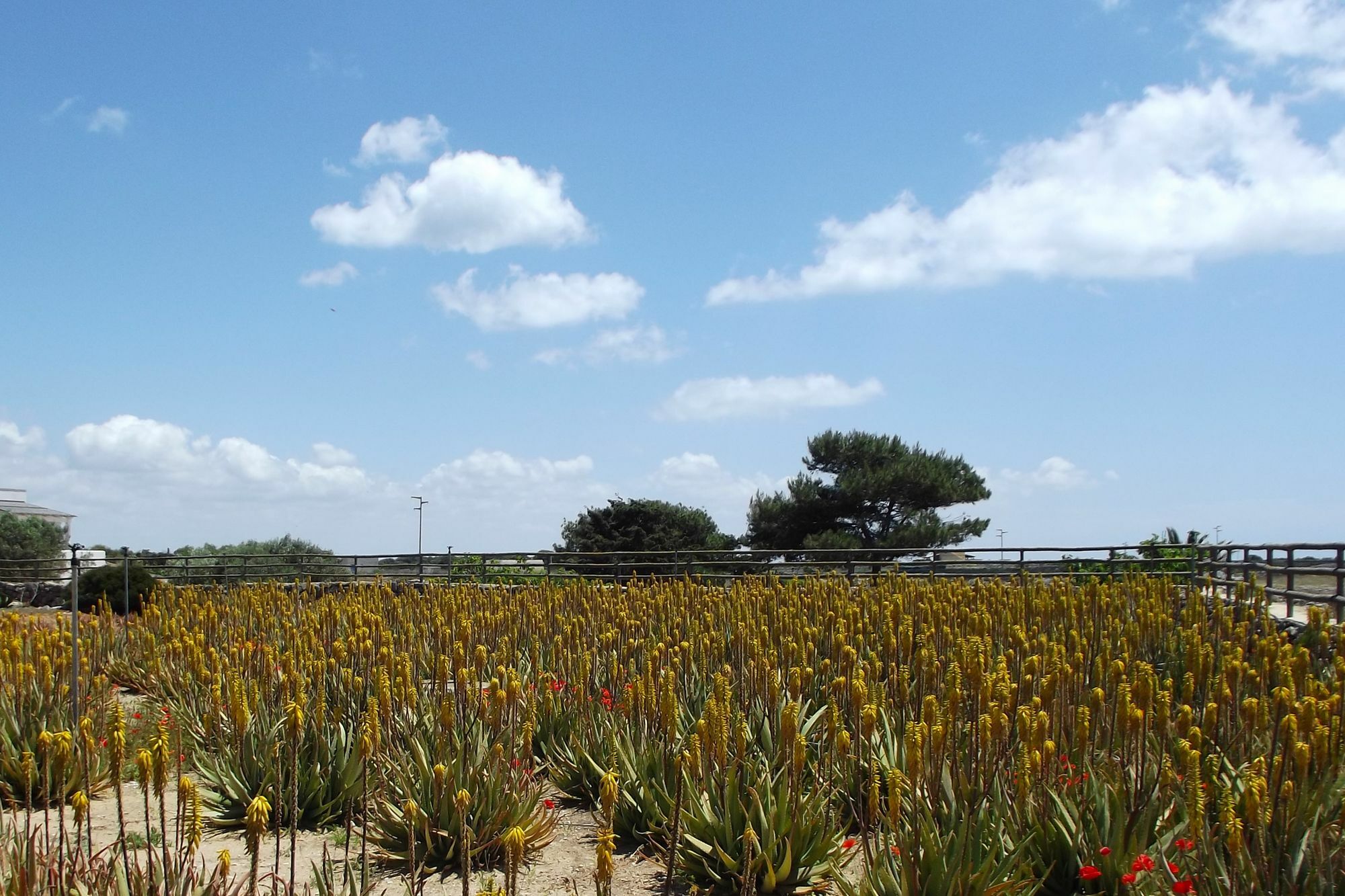 Гостевой дом Il Giardino Delle Aloe Фавиньяна Экстерьер фото